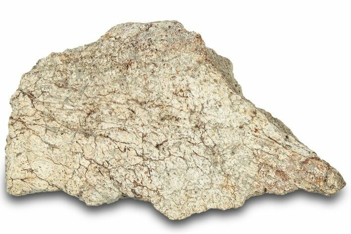 Dinosaur (Triceratops) Frill Shield Section - Montana #321989